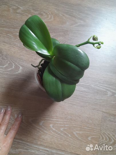 Фаленопсис ароматный мини