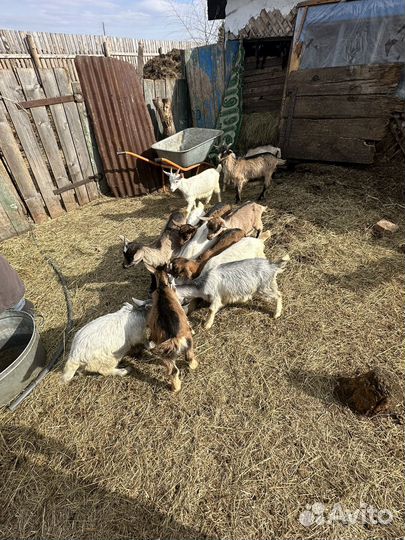 Козы и козлята