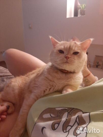 Кот Британец