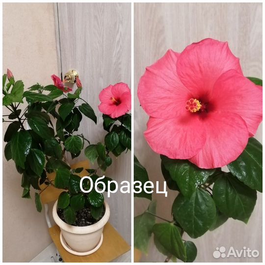 Гибискус, китайская роза