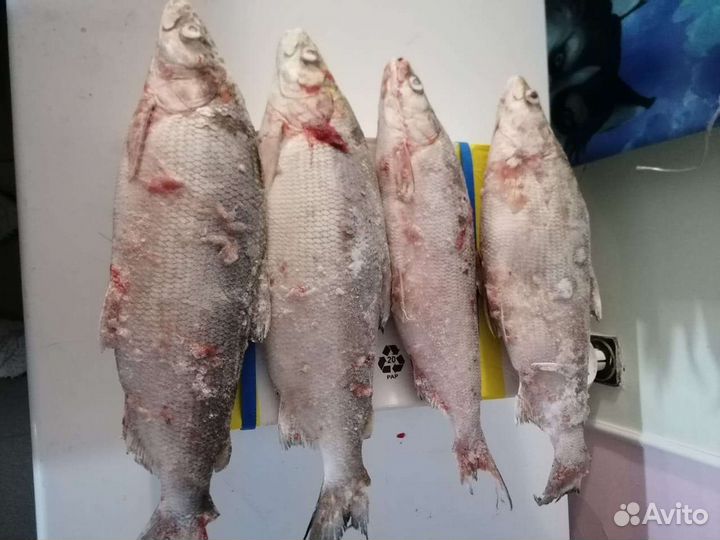 Клешни краба, рыба сиг, кета, кижуч и гребешок