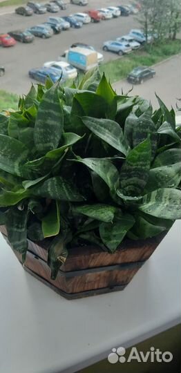 Сансевиерия. Комнатное растение