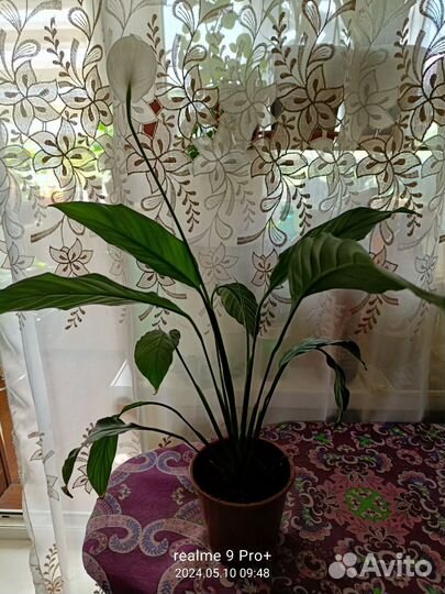 Домашние цветы