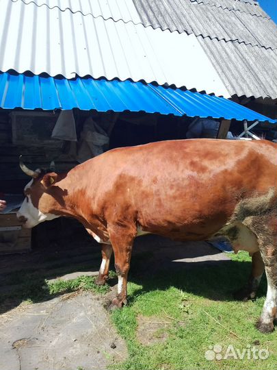 Корова дойная