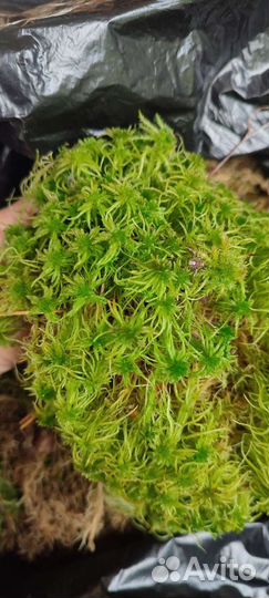 Мох сфагнум живой