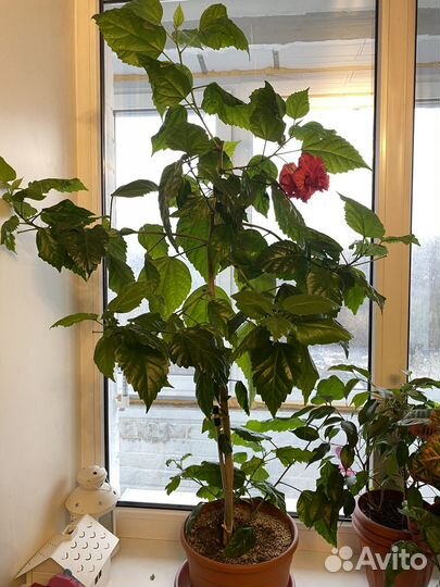 Гибискус китайская роза