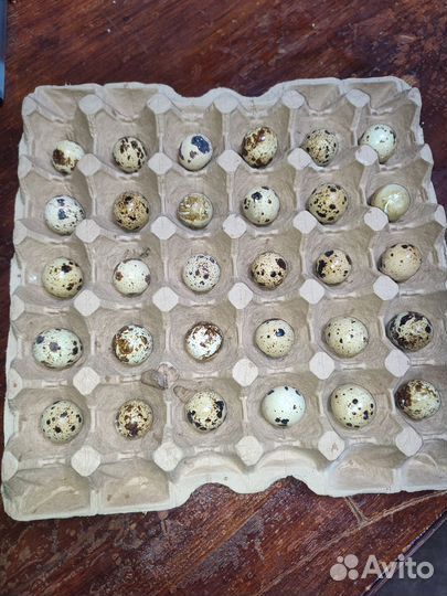 Яйца перепелиные домашние