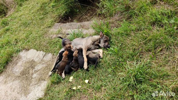 Собака с щенками