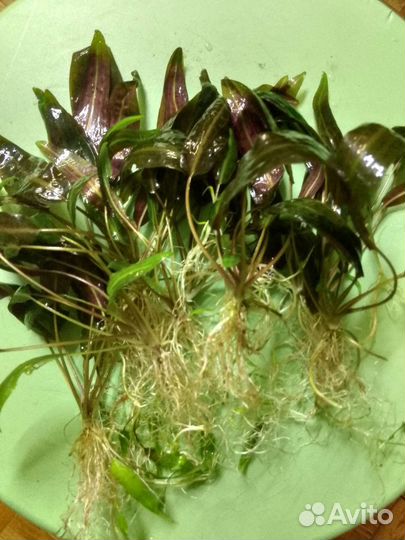 Криптокарина