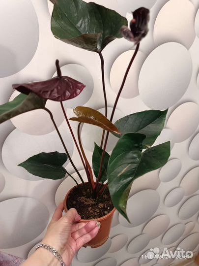 Антуриум Черный дракон(Блек Винер )