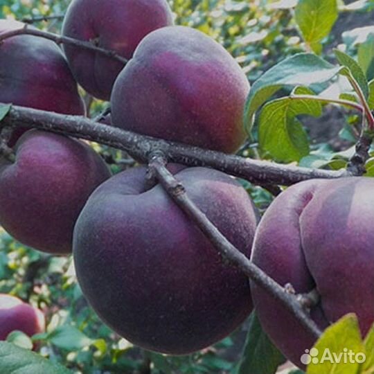 Саженцы персиков новинки