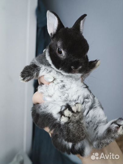 Карликовые крольчата рекс