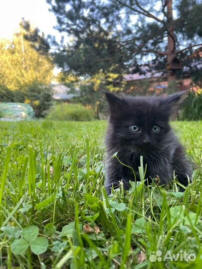 Котята от домашней кошки в хорошие руки