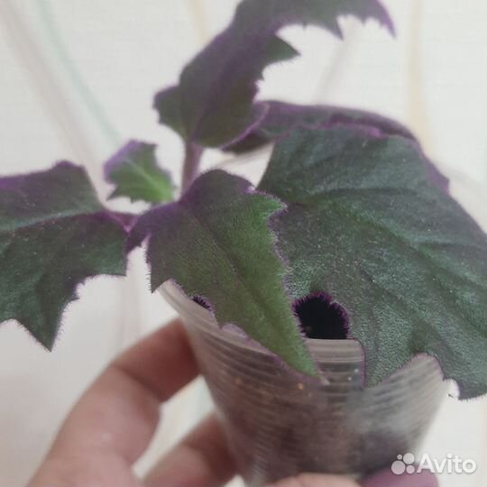 Саженцы и черенки по заказу комнатных растений