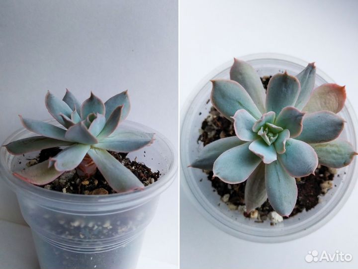 Суккуленты