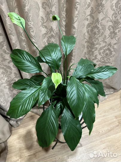 Спатифиллум