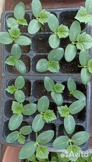 Огурцы, кабачки, патиссоны, тыква, дыня, капуста