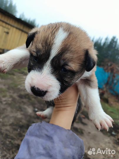 Собака в добрые руки отдам бесплатно