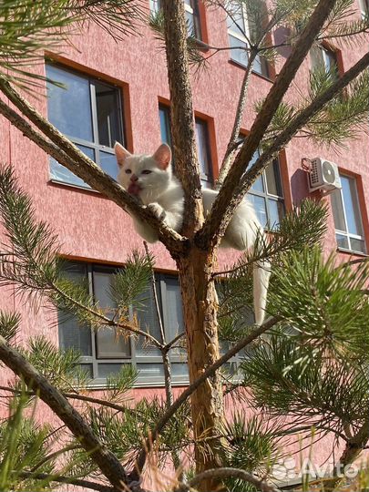 Котенок ищет дом