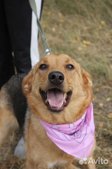 Баффи - рыжее солнышко - ищет дом