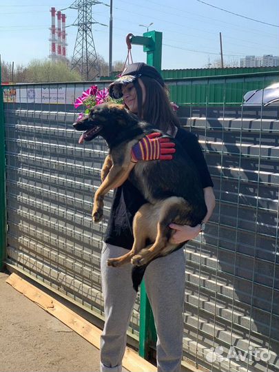 Немецкая овчарка Наоми