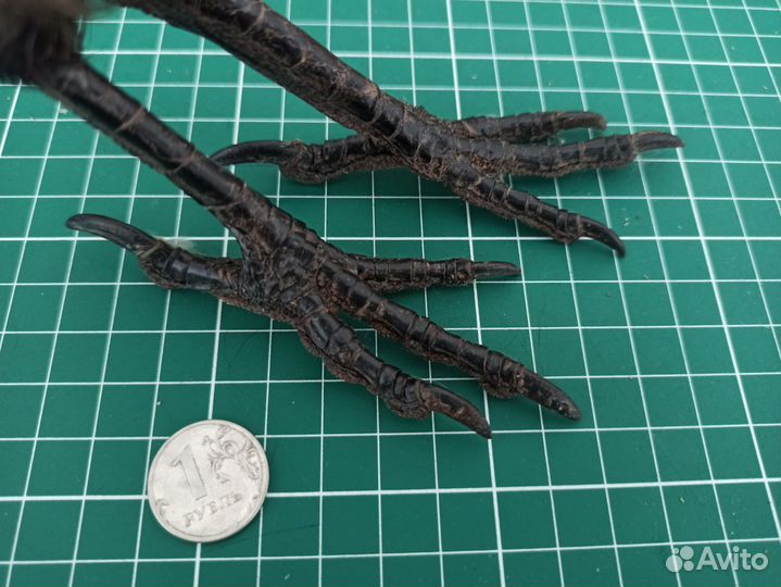 Лапа ворона