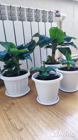 Банан комнатный