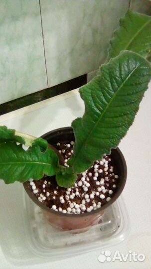 Стрептокарпус Zlotco