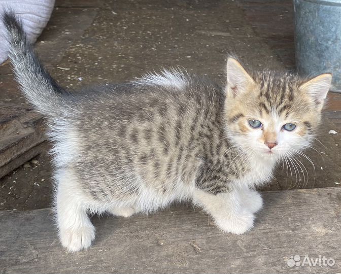 Котята от домашней кошки