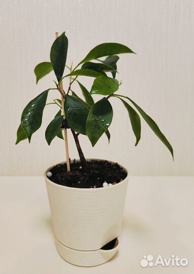 Фикус микрокарпа