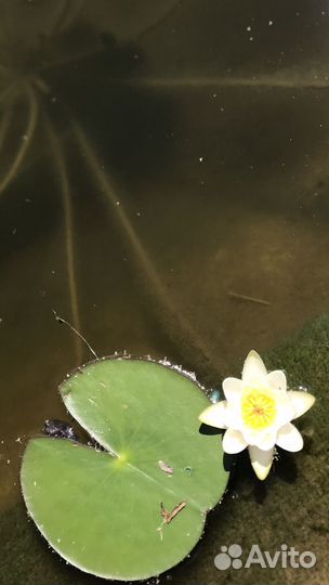 Нимфеи для пруда