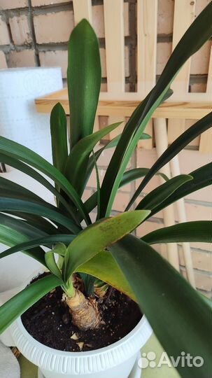 Комнатные цветы кливия