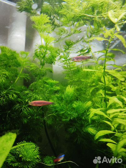Аквариумные растения прополка