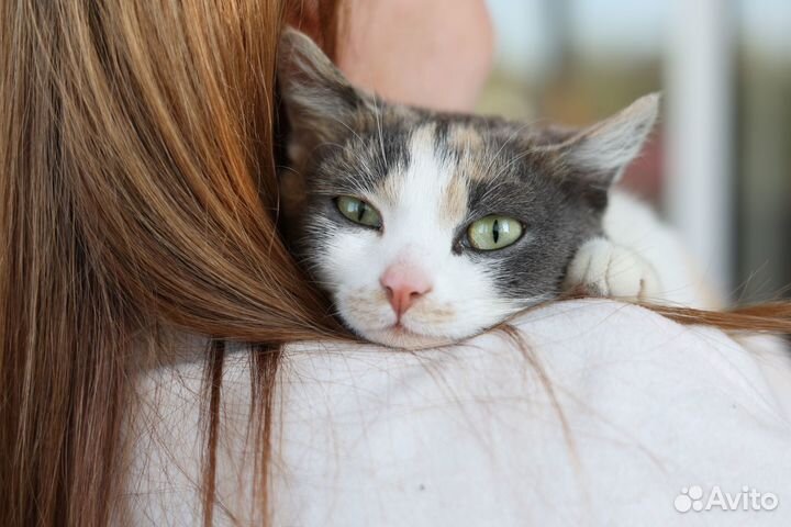 Рябушка трёхцветная кошка в добрые руки