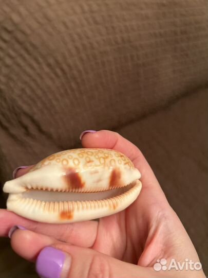 Ракушка сциндппсус