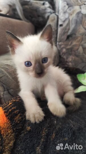 Тайские котята