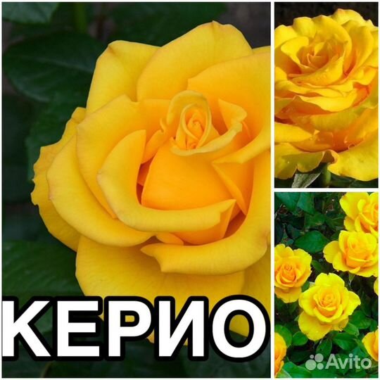 Кустовые розы саженцы