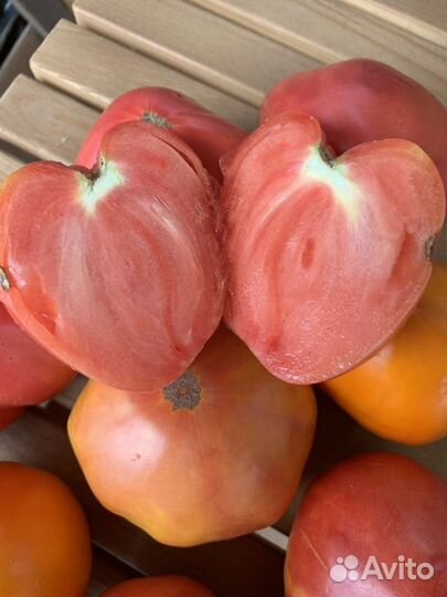 Рассада томатов, перцев