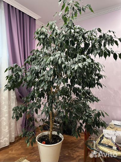 Фикус Бенджамина