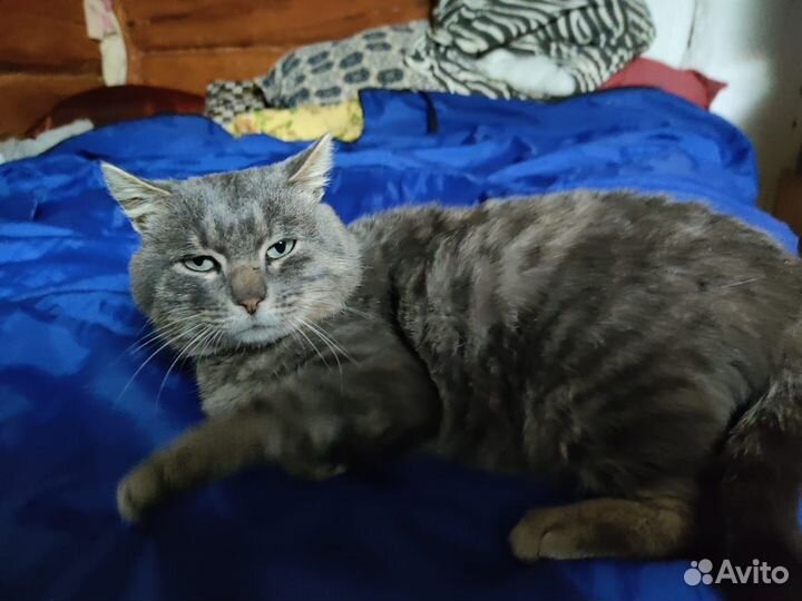 Отдам в добрые руки кота