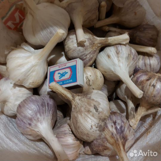 Деревенский чеснок