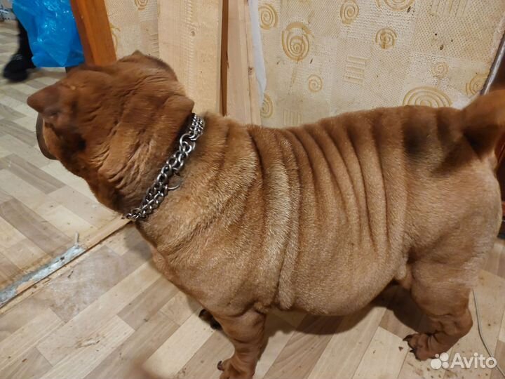 Отдам шарпея