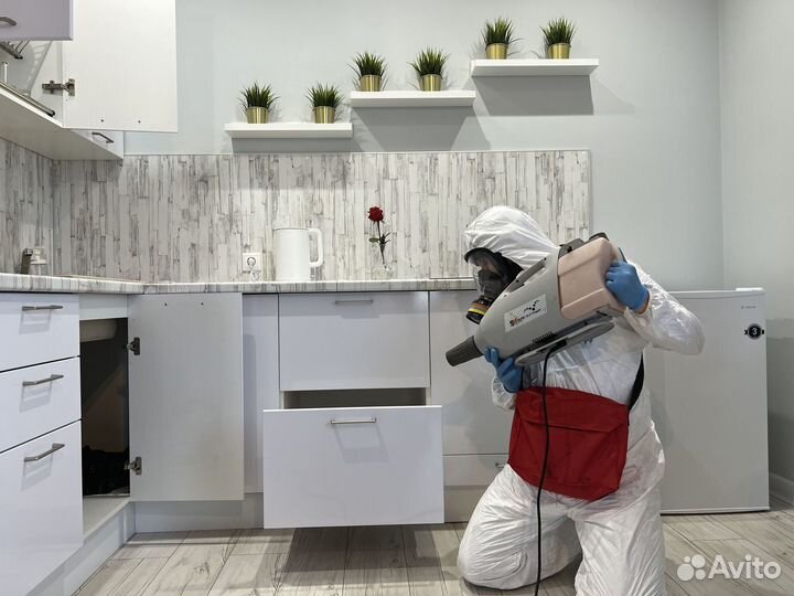 Уничтожение клопов, тараканов, мышей