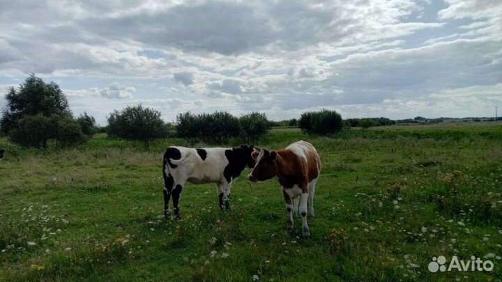 Корова, тёлочка