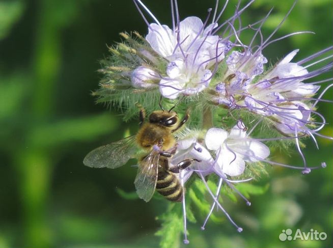 Мед 24 года натуральный опт