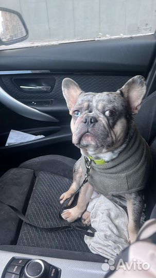 Французский бульдог кобель вязка