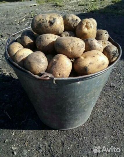 Продам картофель