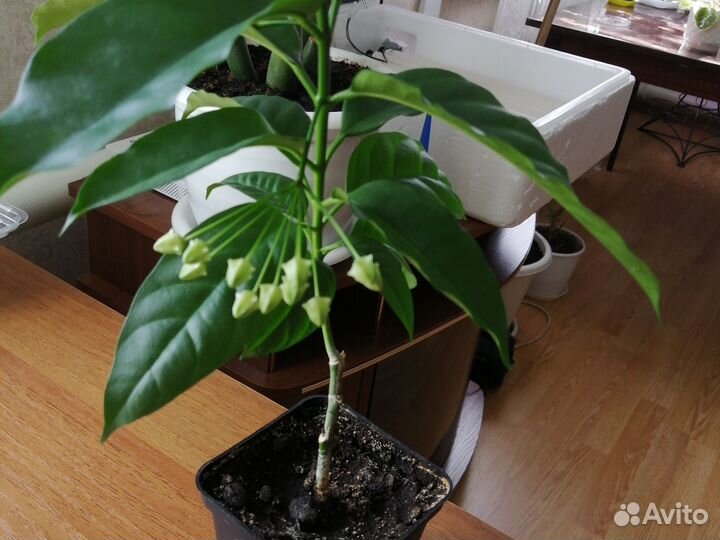 Хойя Мультифлора