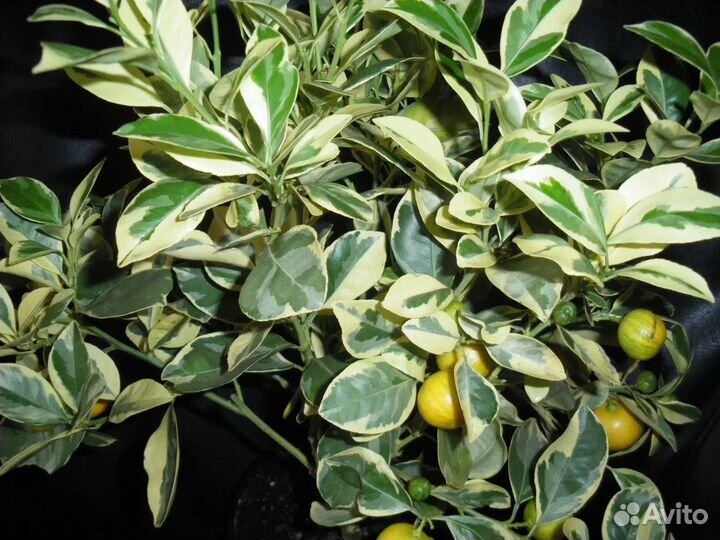 Лимон вариегатный