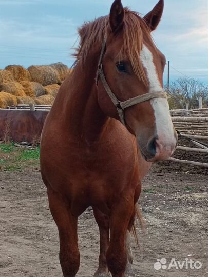 Русский тяжеловоз